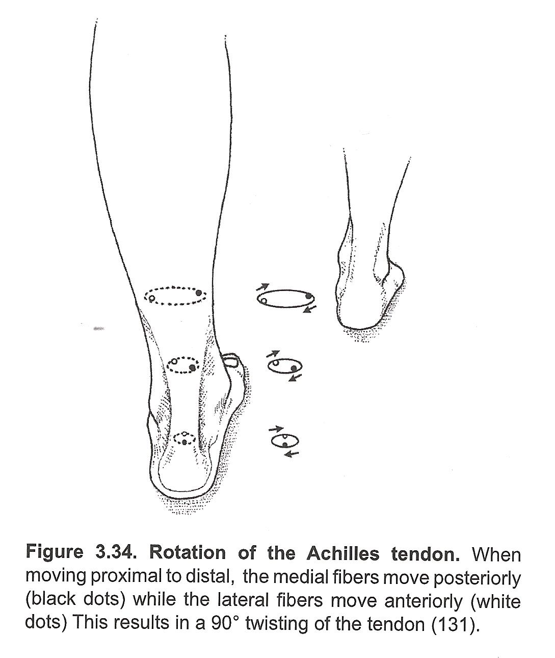 michaud achilles rotation pic